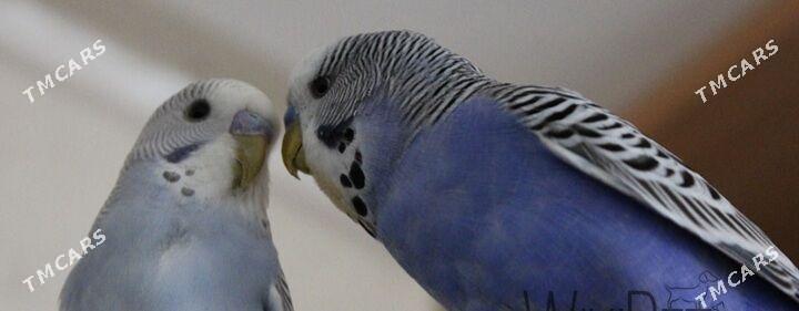 popugay volnisty - Aşgabat - img 6