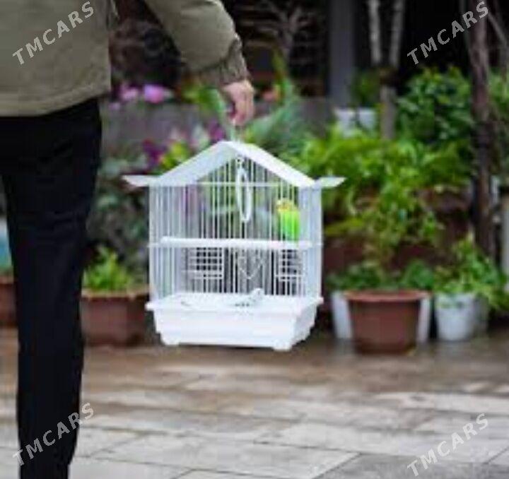 popugay volnisty - Aşgabat - img 3