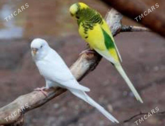 popugay volnisty - Aşgabat - img 5