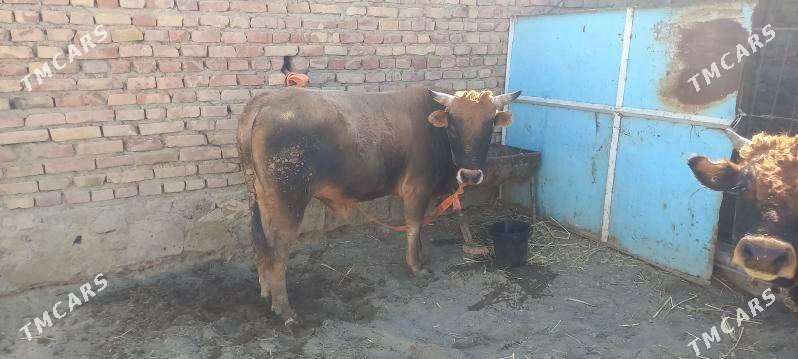 okuzler we sygyr - Берекет - img 1