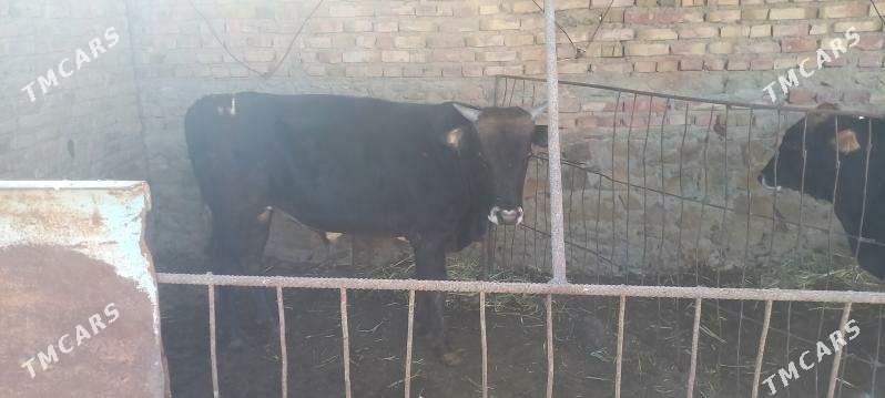 okuzler we sygyr - Берекет - img 5