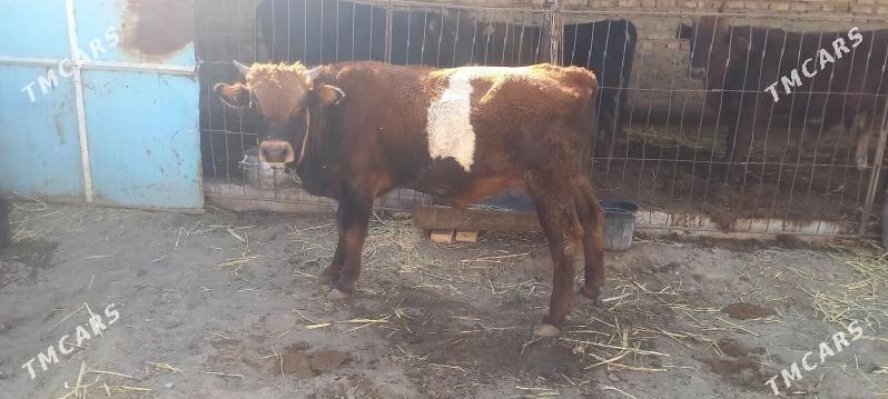 okuzler we sygyr - Берекет - img 4