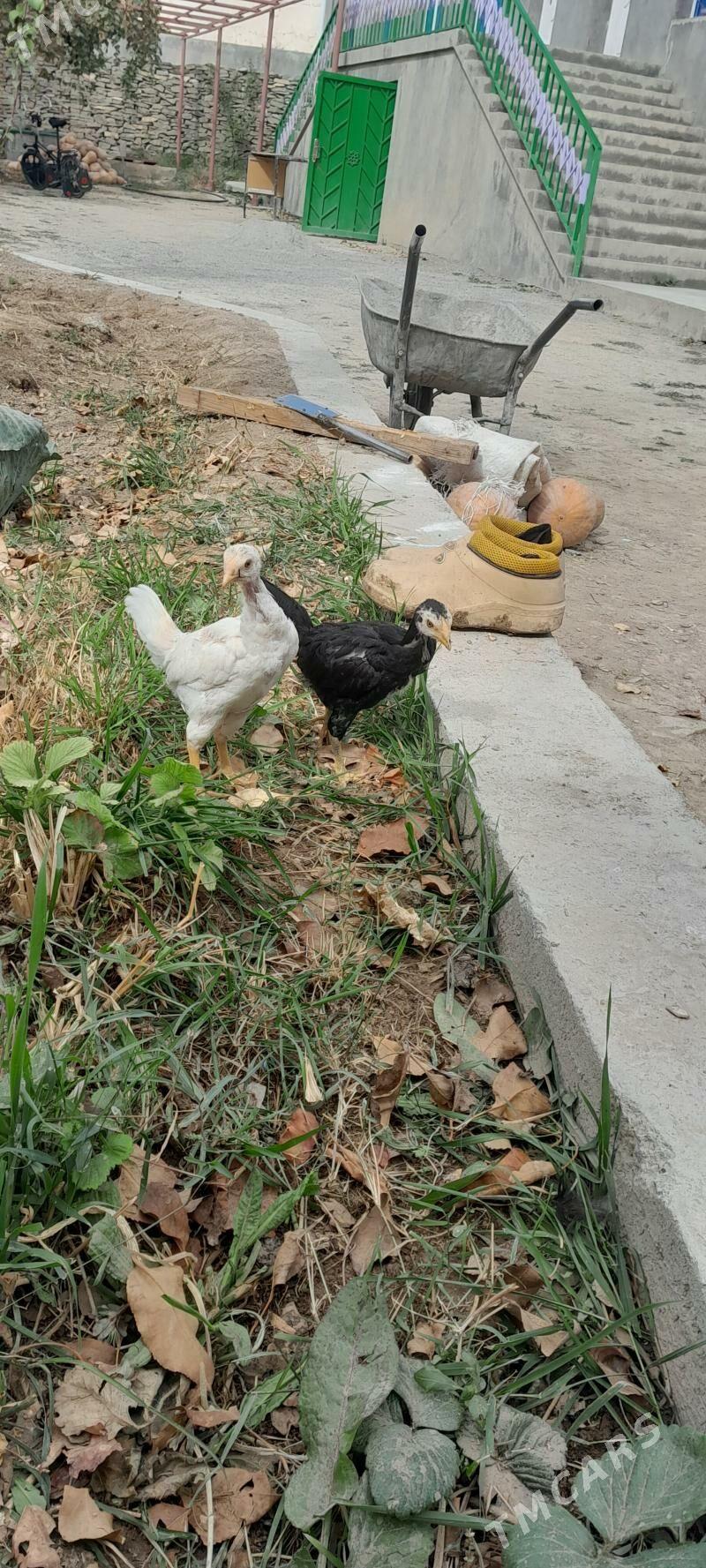 taşkent jüje - Бахарден - img 1