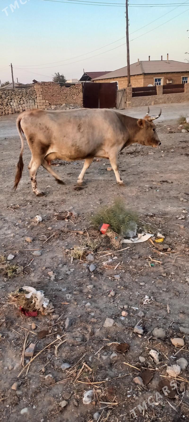 okuzler we sygyr - Берекет - img 6