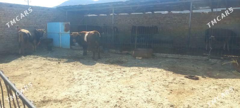 okuzler we sygyr - Берекет - img 7