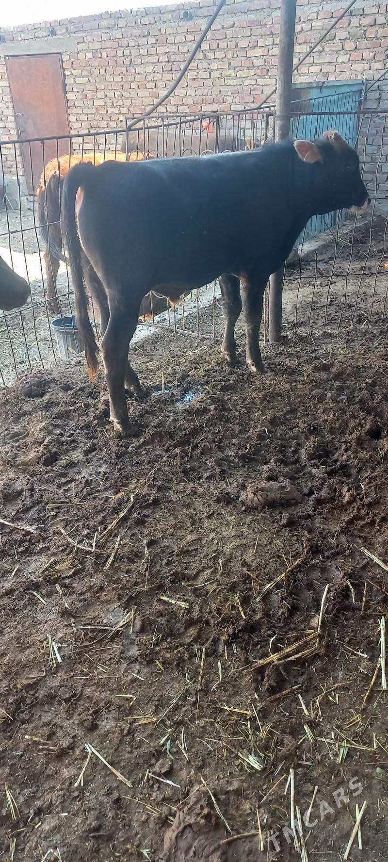 okuzler we sygyr - Берекет - img 8