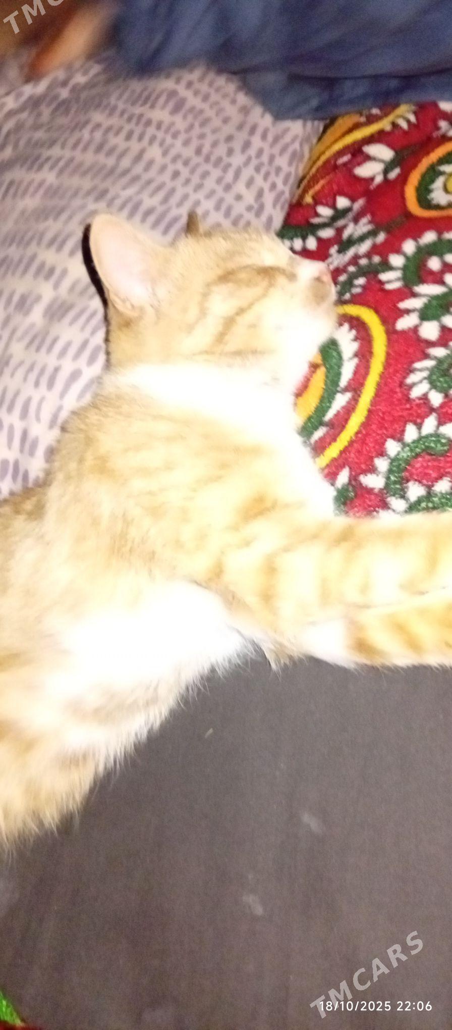 pisik - Кёнеургенч - img 2