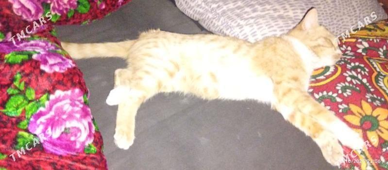 pisik - Köneürgenç - img 1