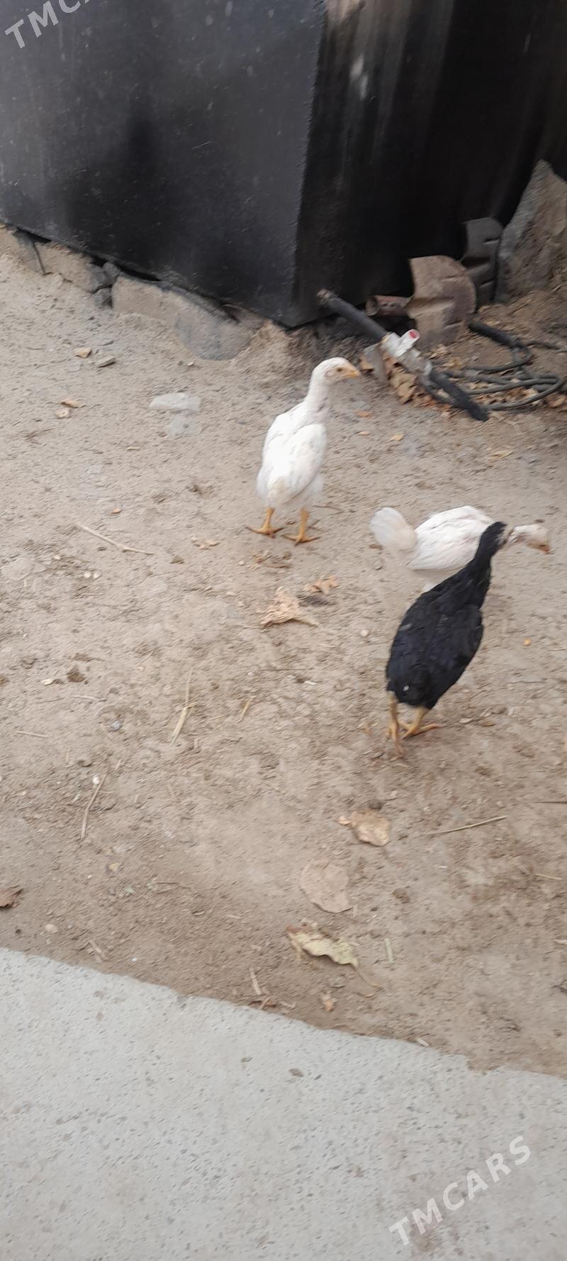 taşkent jüje - Бахарден - img 2