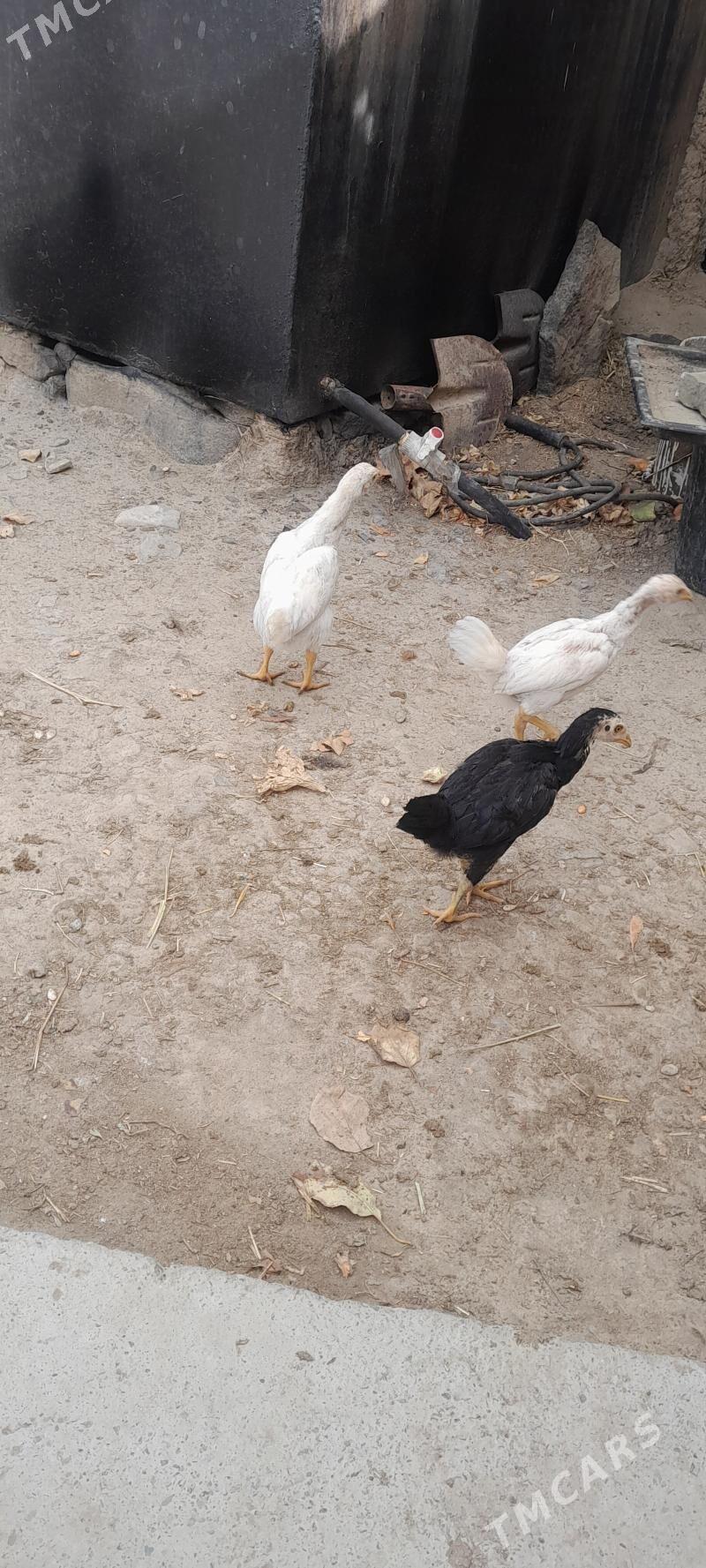 taşkent jüje - Бахарден - img 4