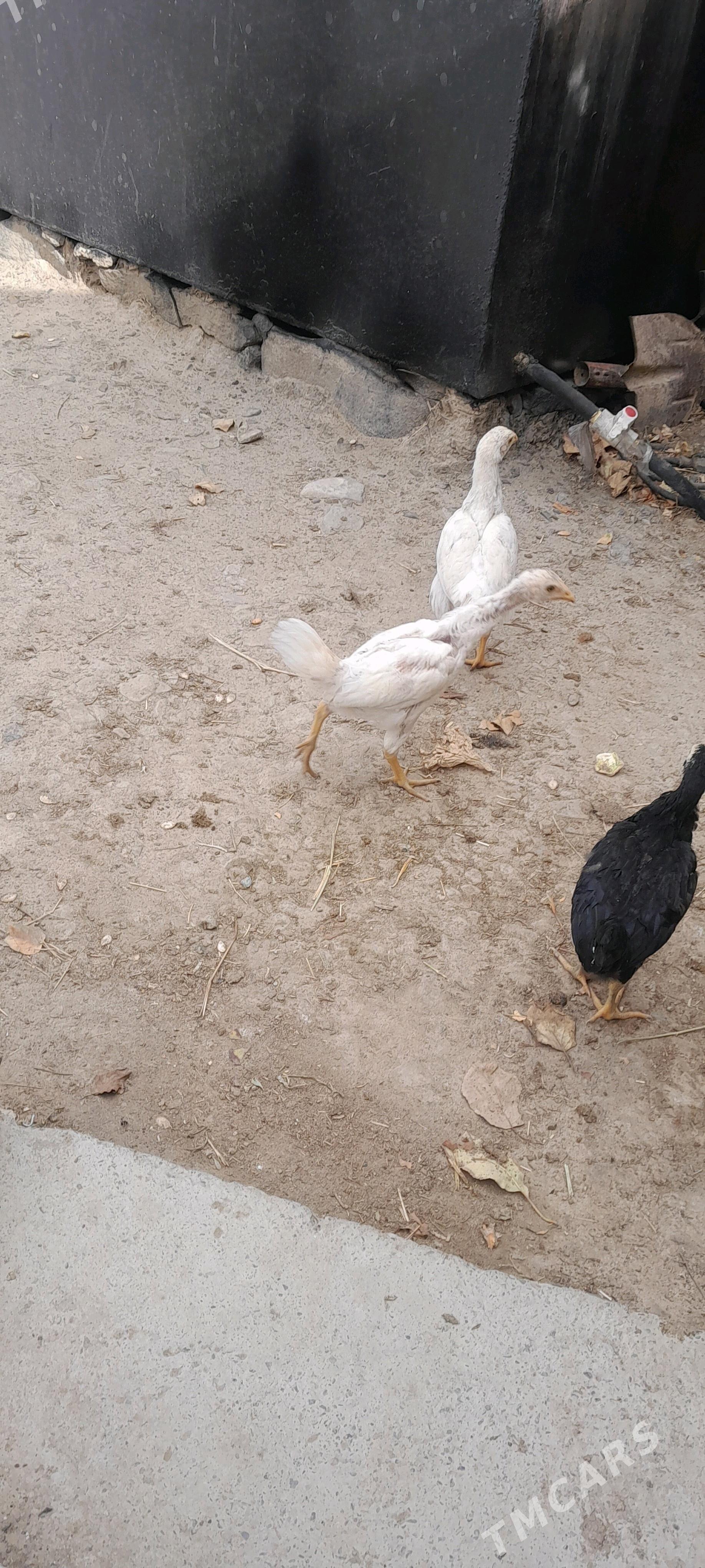 taşkent jüje - Бахарден - img 5