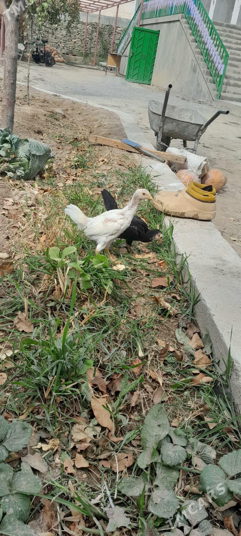 taşkent jüje - Бахарден - img 3