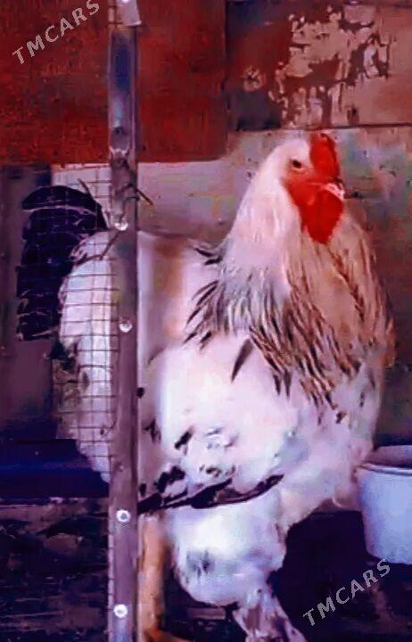 Brama jüÿjeleri - Дашогуз - img 2