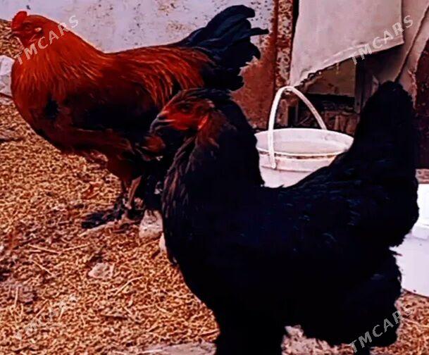 Brama jüÿjeleri - Дашогуз - img 3