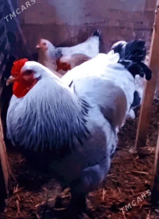 Brama jüÿjeleri - Дашогуз - img 1