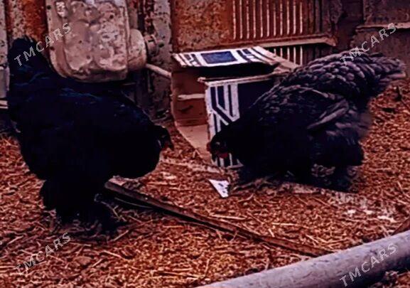 Brama jüÿjeleri - Дашогуз - img 4