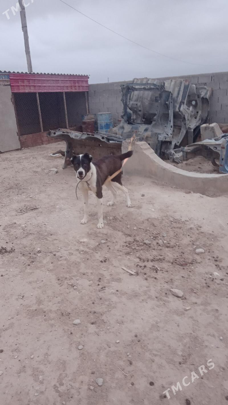 Жай ховлы - Etrek - img 2