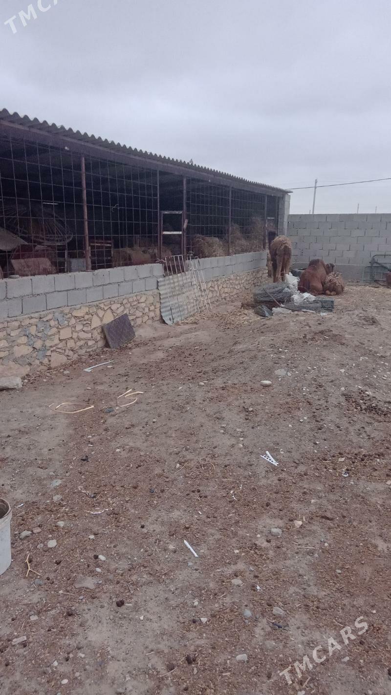 Жай ховлы - Etrek - img 5