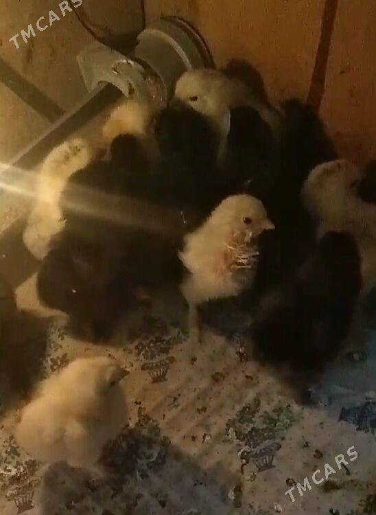 Brama jüÿjeleri - Дашогуз - img 6