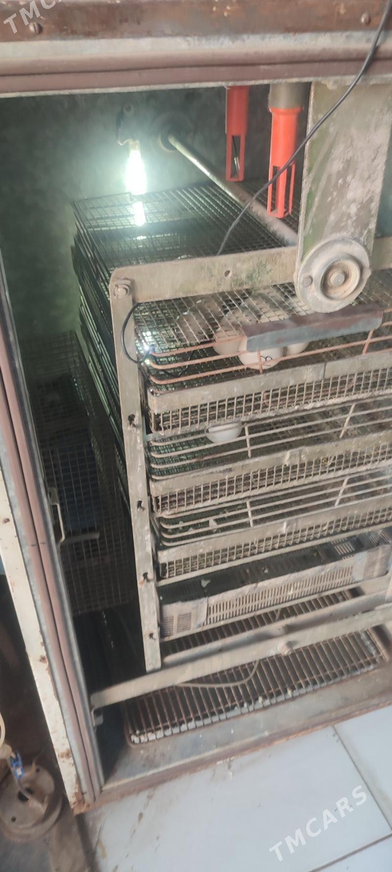 inkubator инкубатор - Tejen - img 3