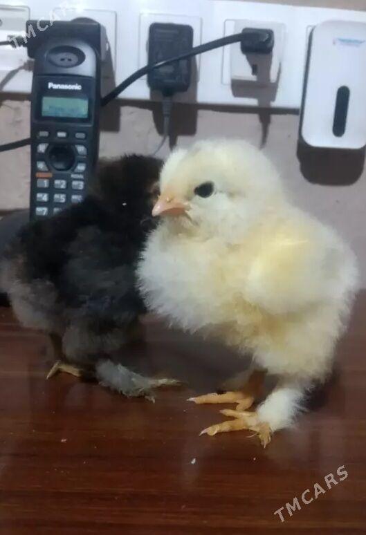 Brama jüÿjeleri - Дашогуз - img 7