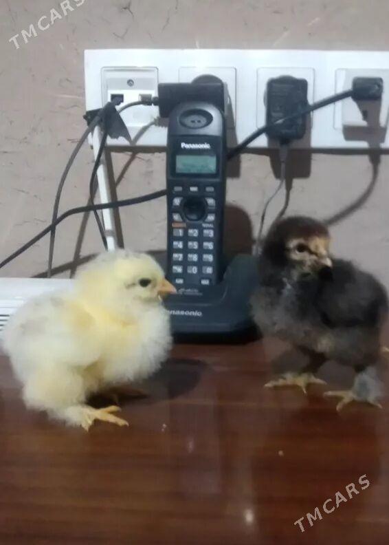 Brama jüÿjeleri - Дашогуз - img 5