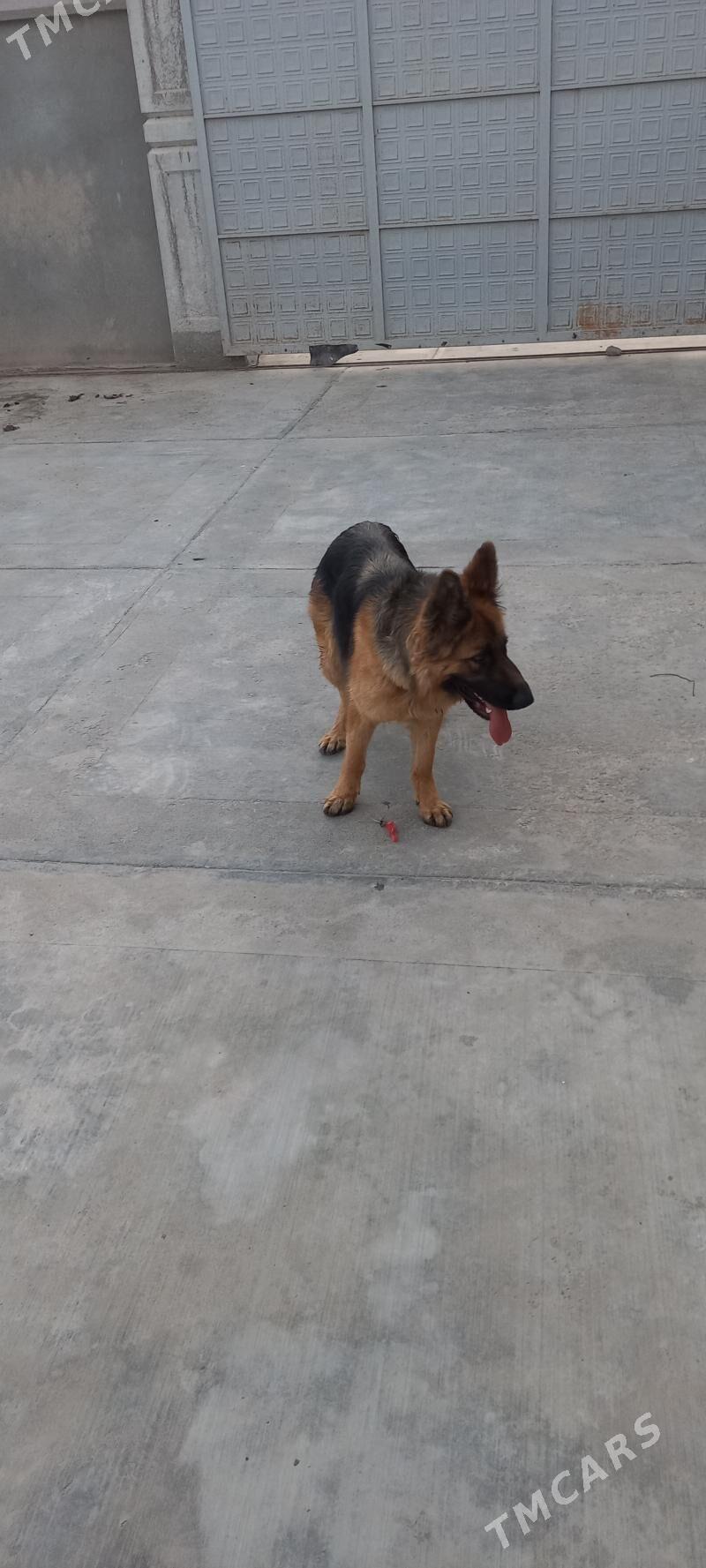 It Afcarka yitdi - Шабатский этрап - img 4