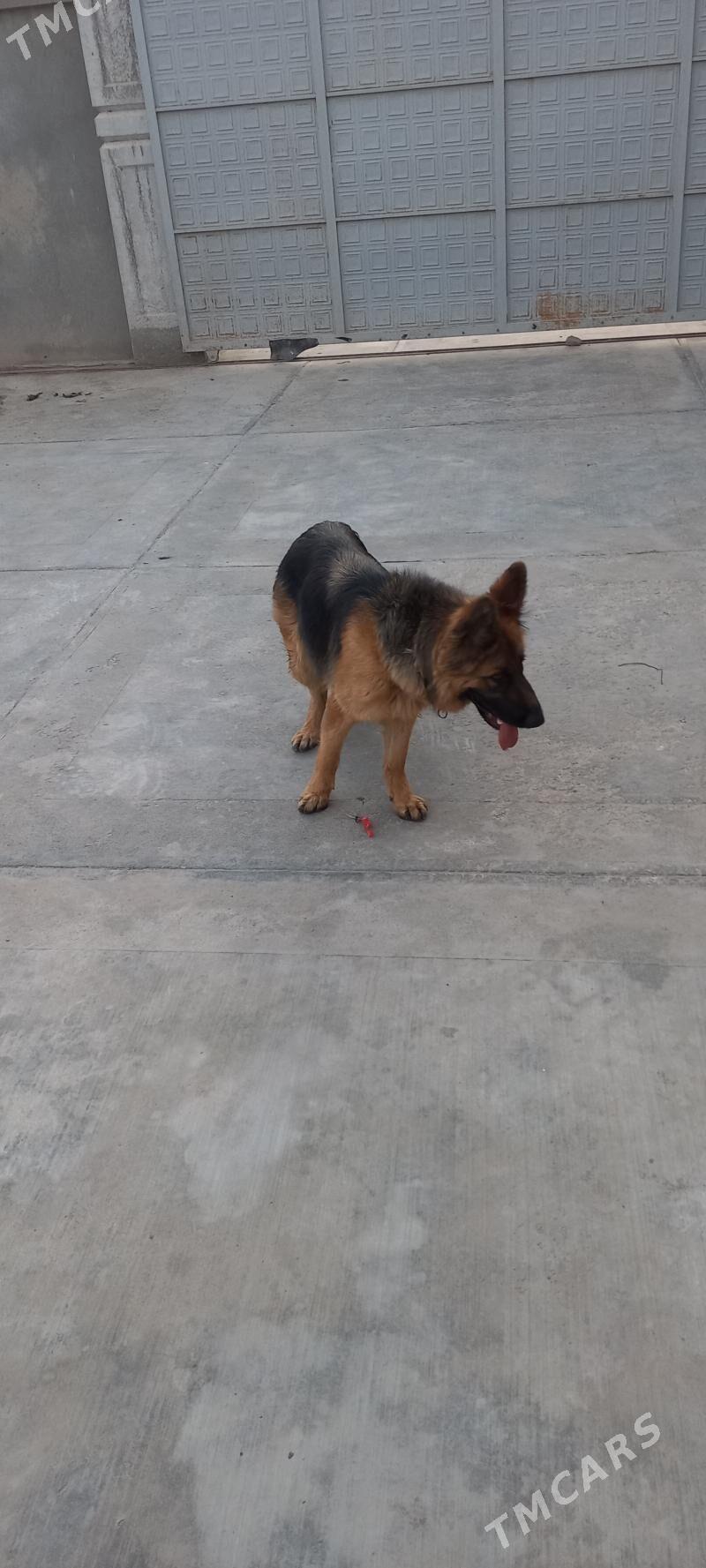 It Afcarka yitdi - Шабатский этрап - img 8