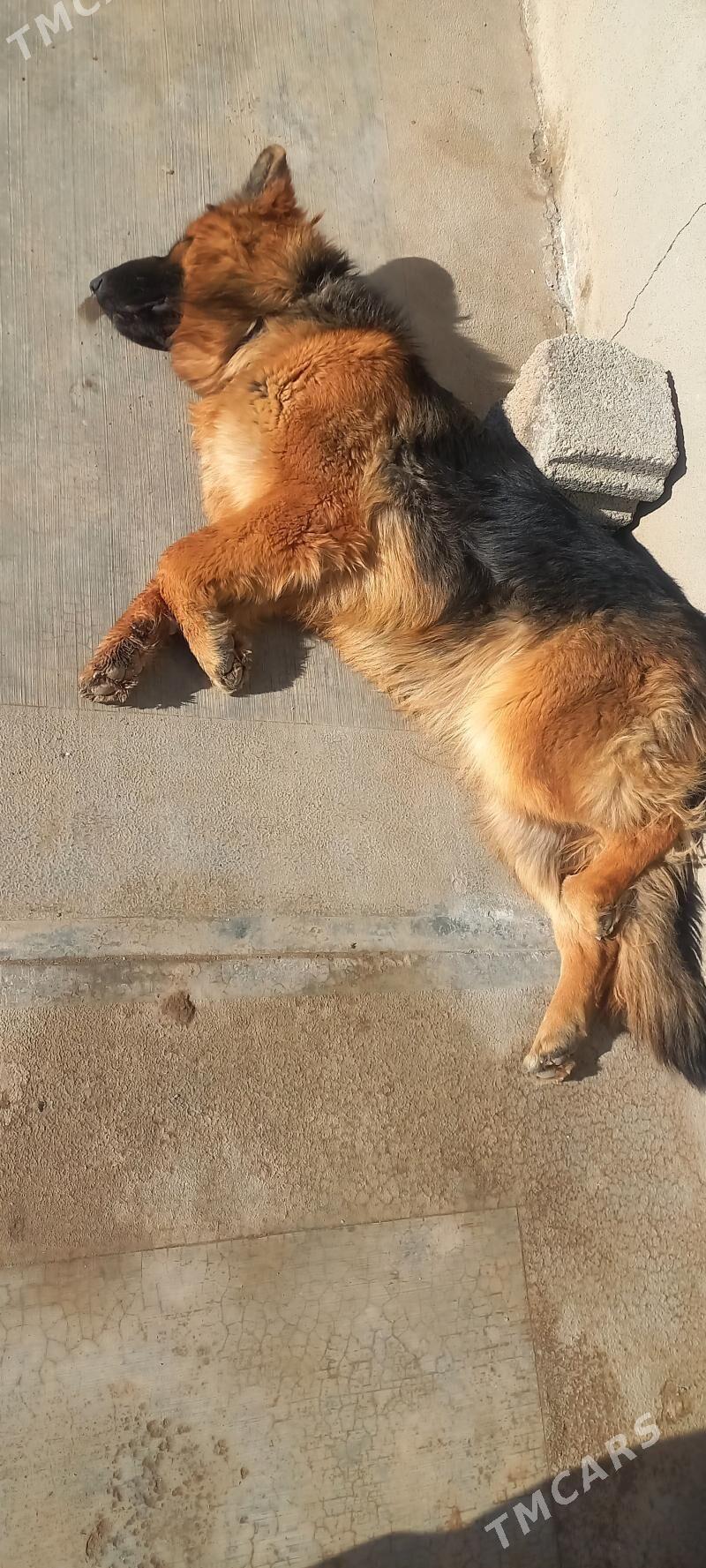 It Afcarka yitdi - Шабатский этрап - img 3