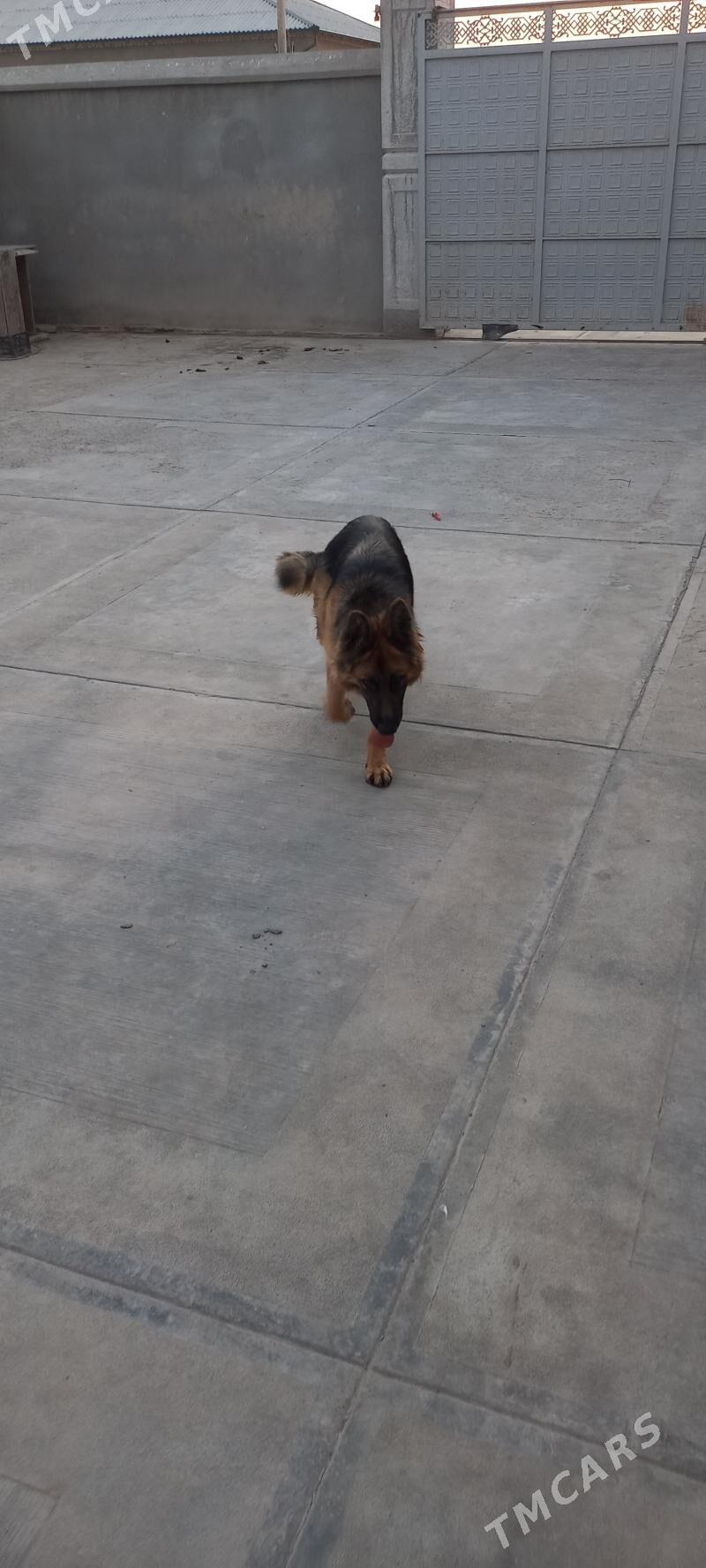 It Afcarka yitdi - Шабатский этрап - img 7