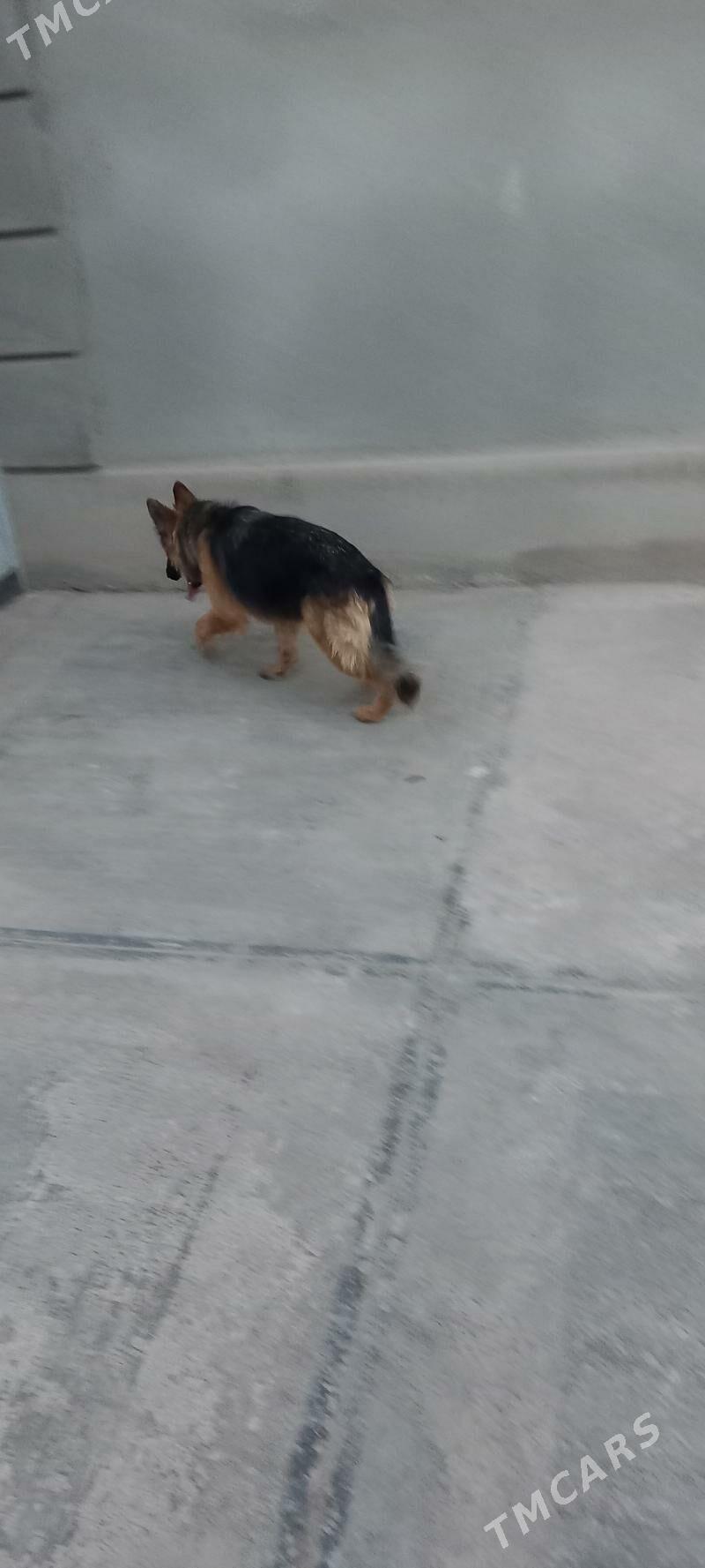 It Afcarka yitdi - Шабатский этрап - img 10