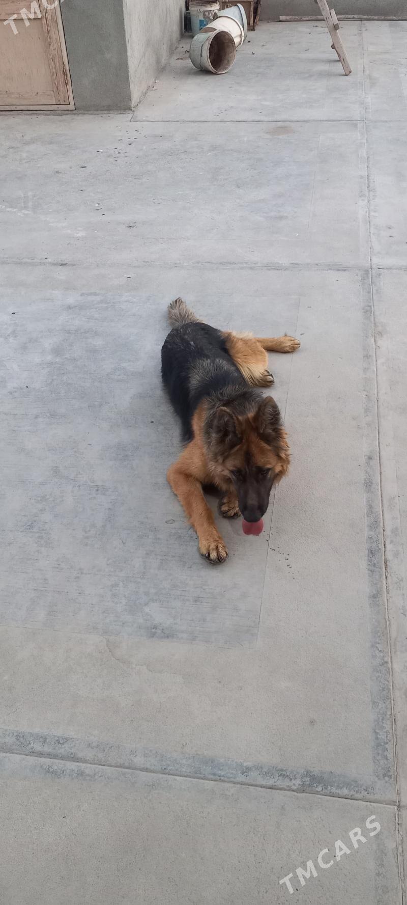 It Afcarka yitdi - Шабатский этрап - img 5