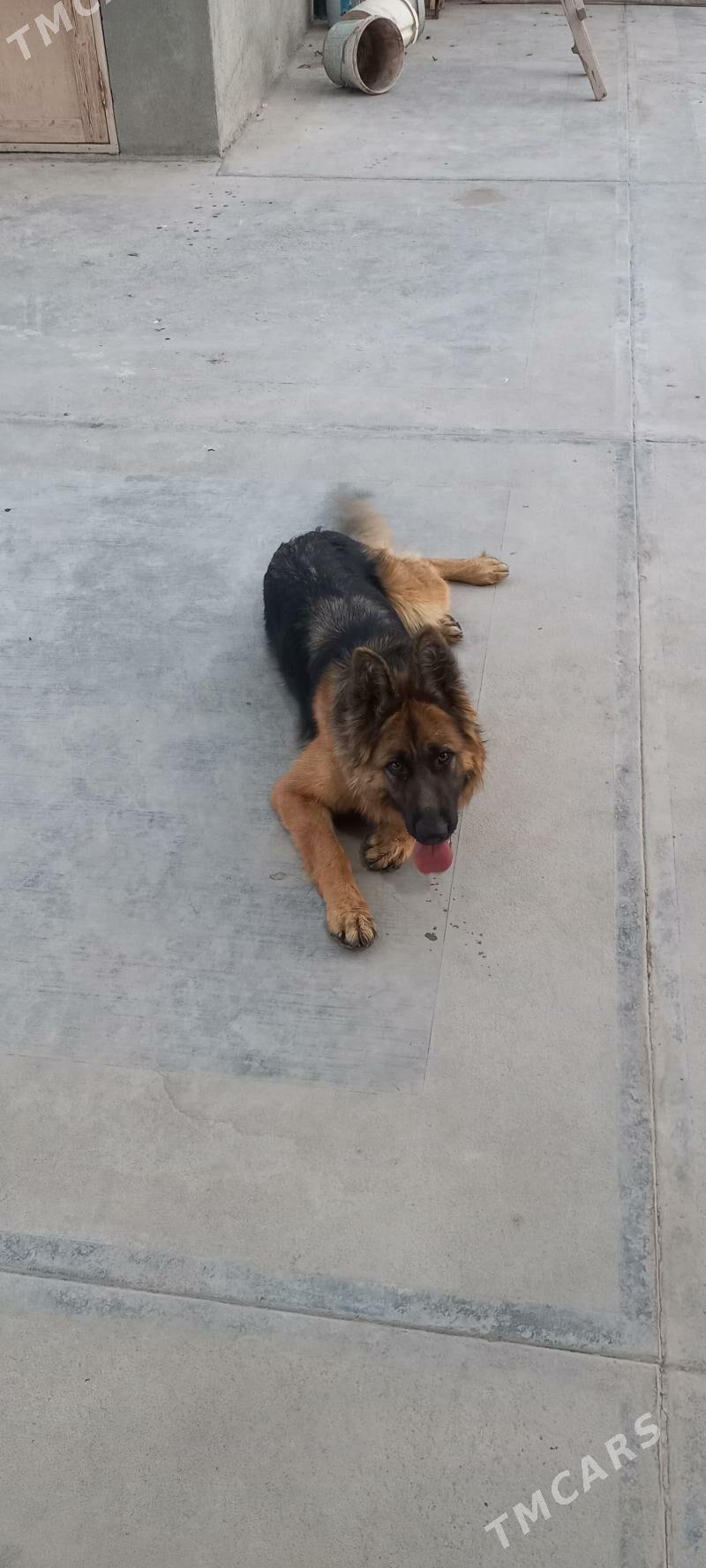 It Afcarka yitdi - Шабатский этрап - img 2