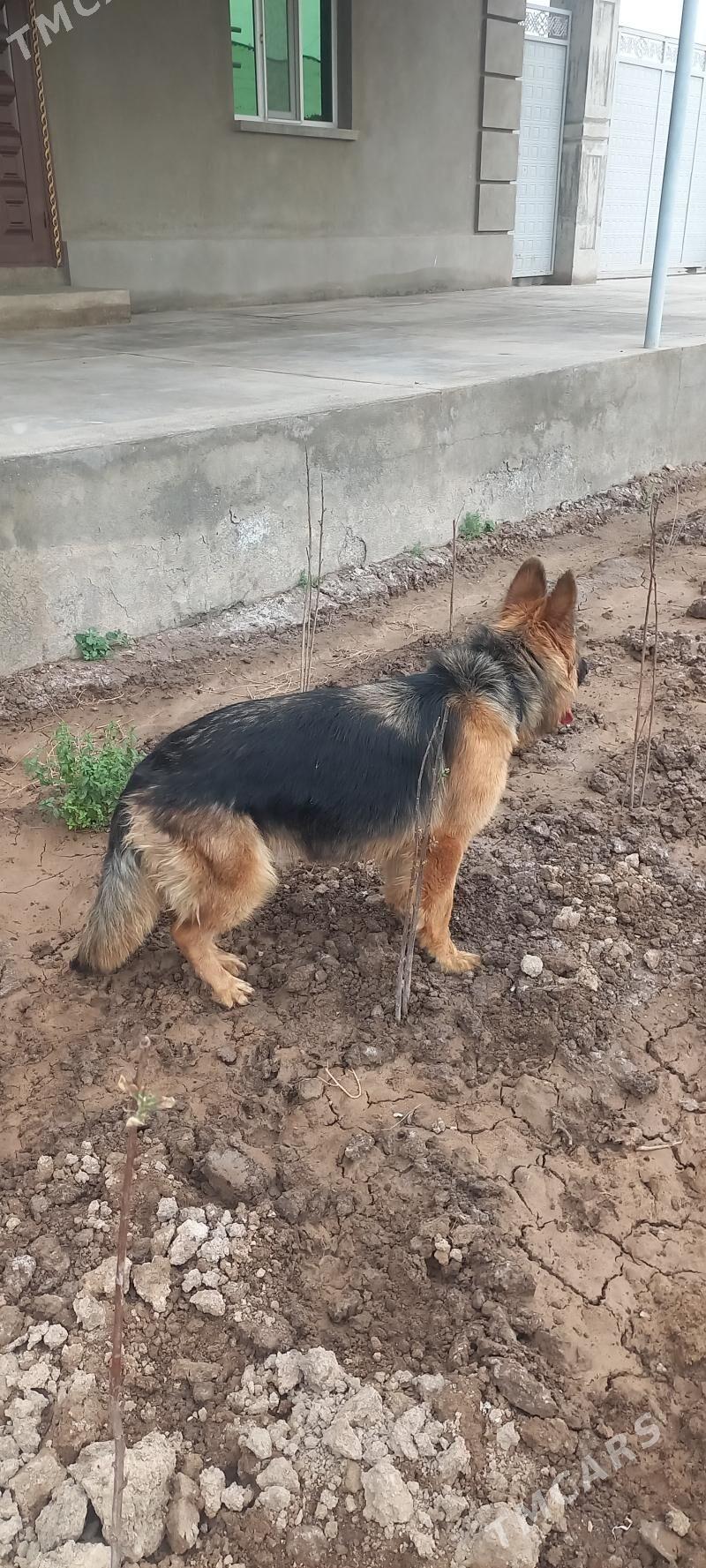 It Afcarka yitdi - Şabat etr. - img 1