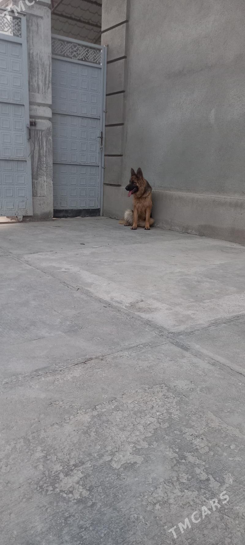 It Afcarka yitdi - Шабатский этрап - img 6