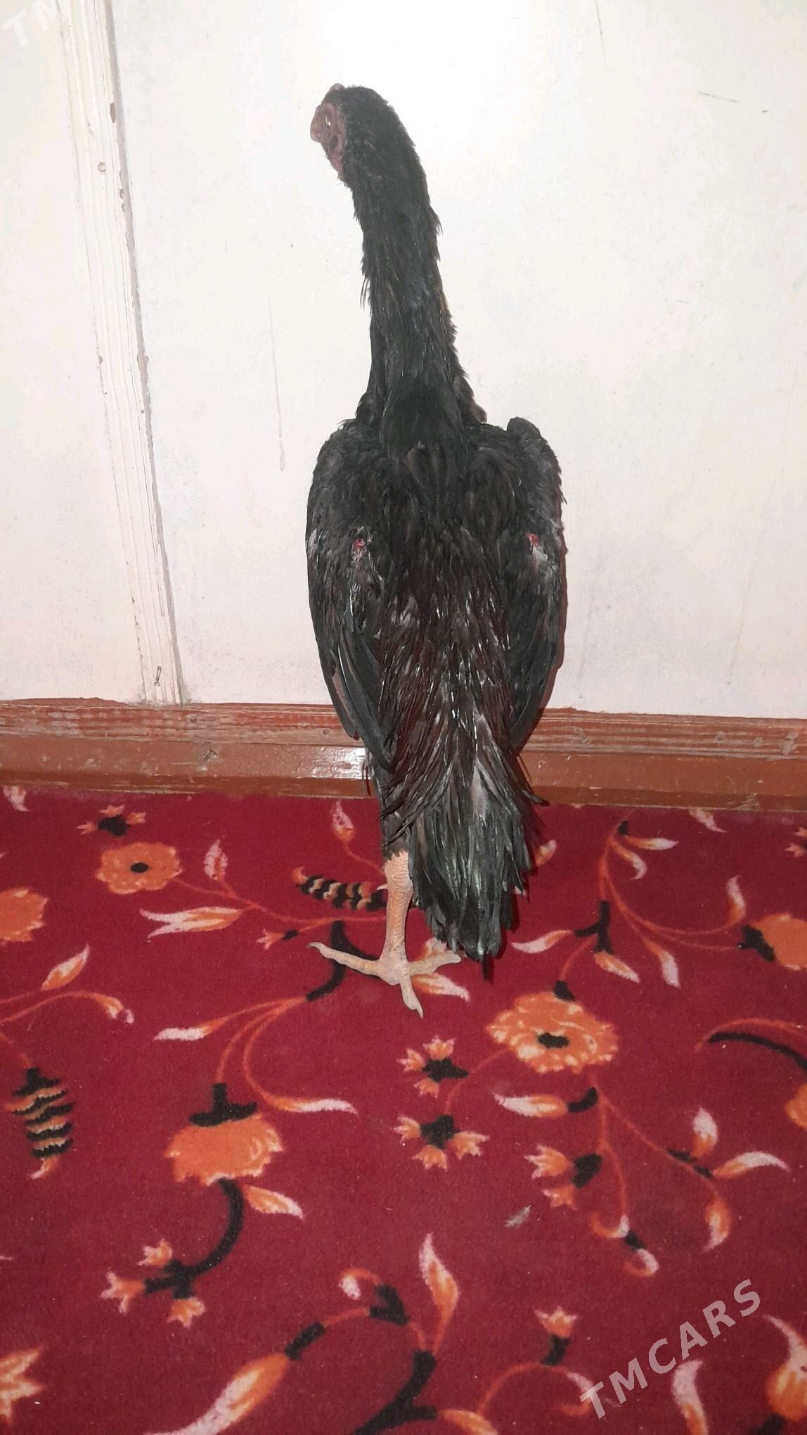 bayes horaz - Halaç - img 1