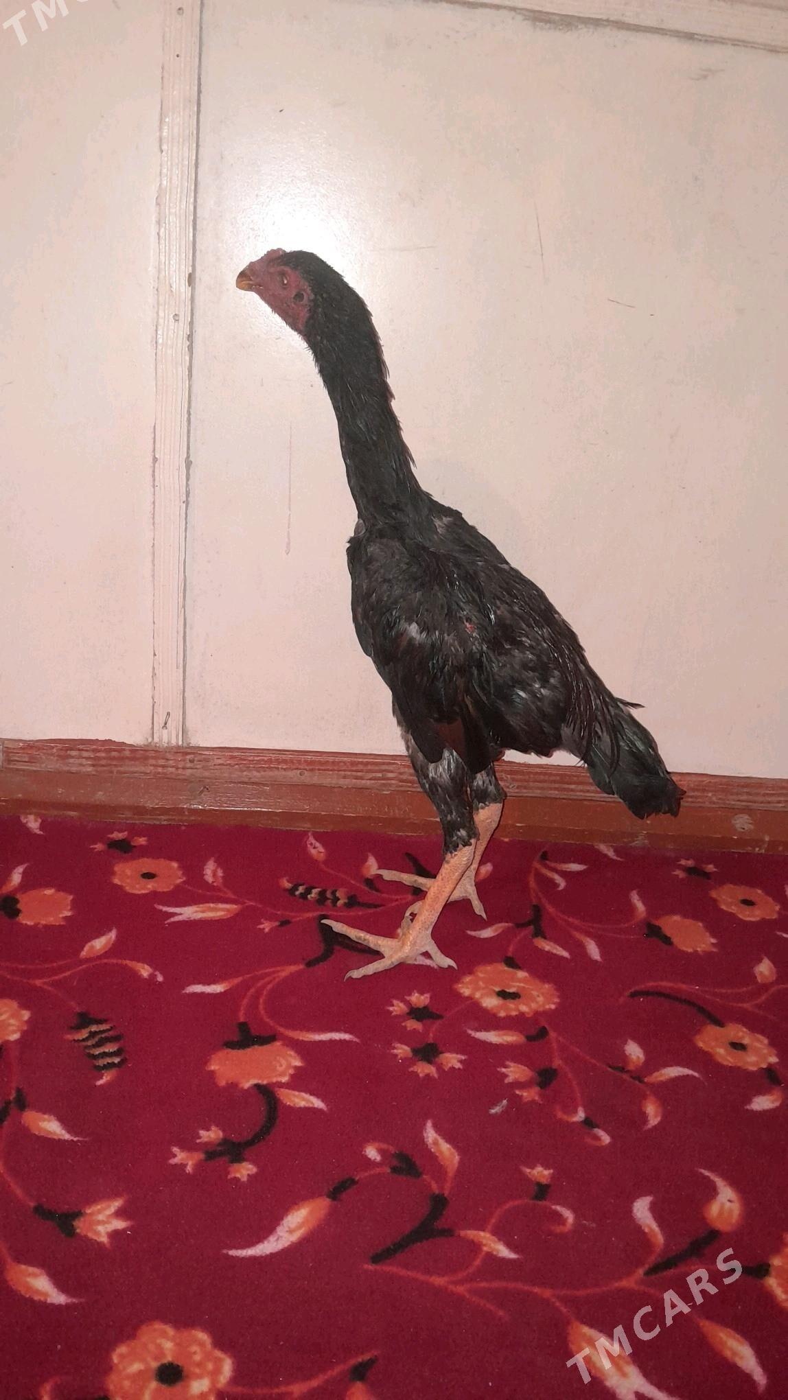 bayes horaz - Halaç - img 5