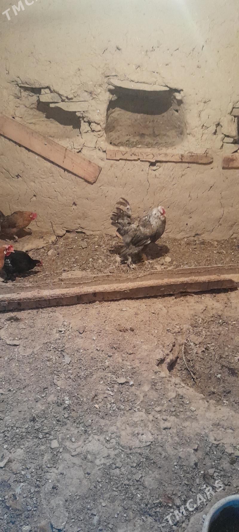 balgar horoz - Bäherden - img 2