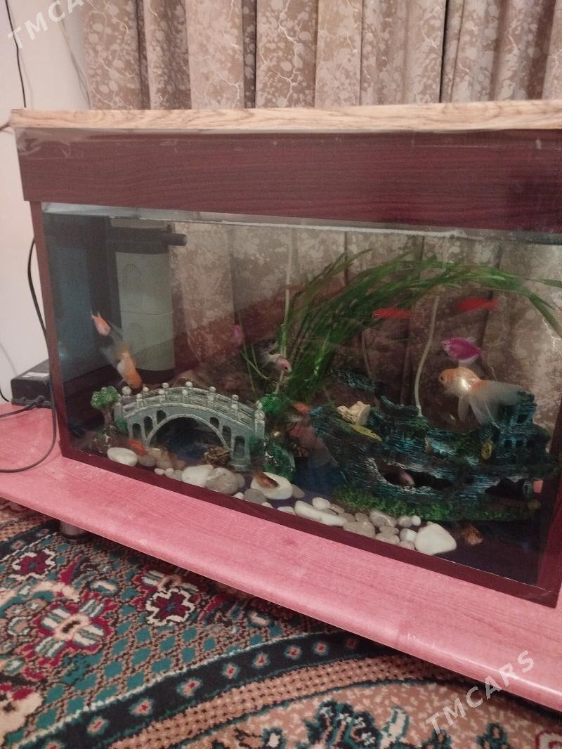 akvarium - Daşoguz - img 2