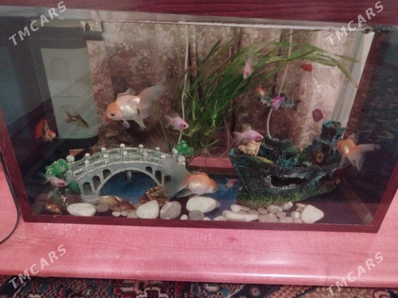 akvarium - Daşoguz - img 1