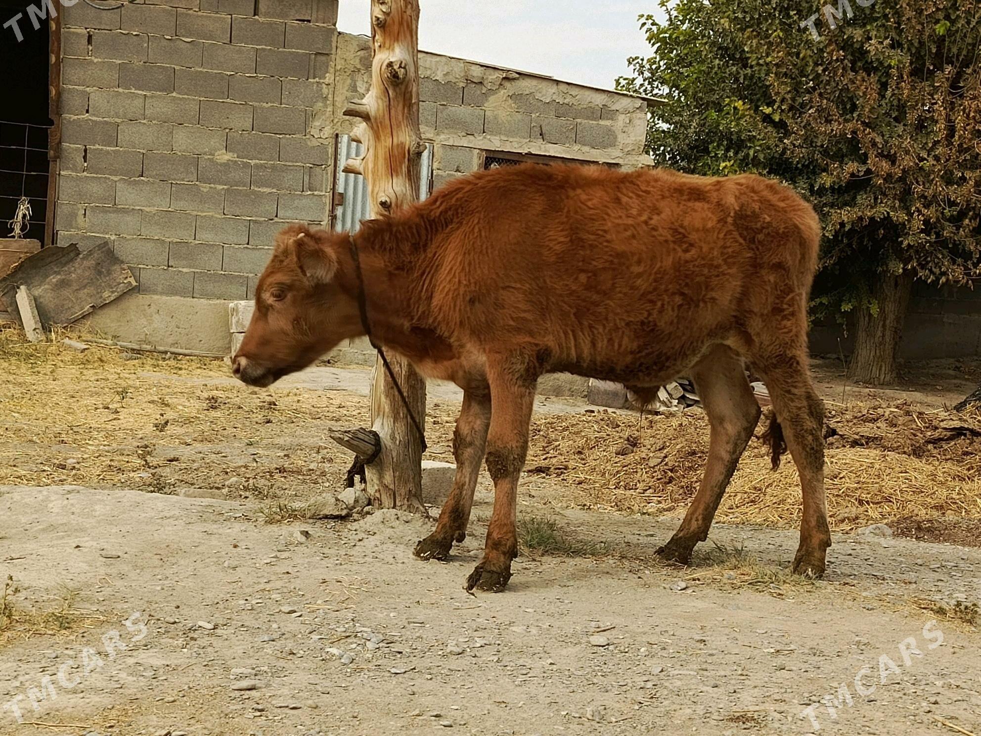 mal - Bäherden - img 3