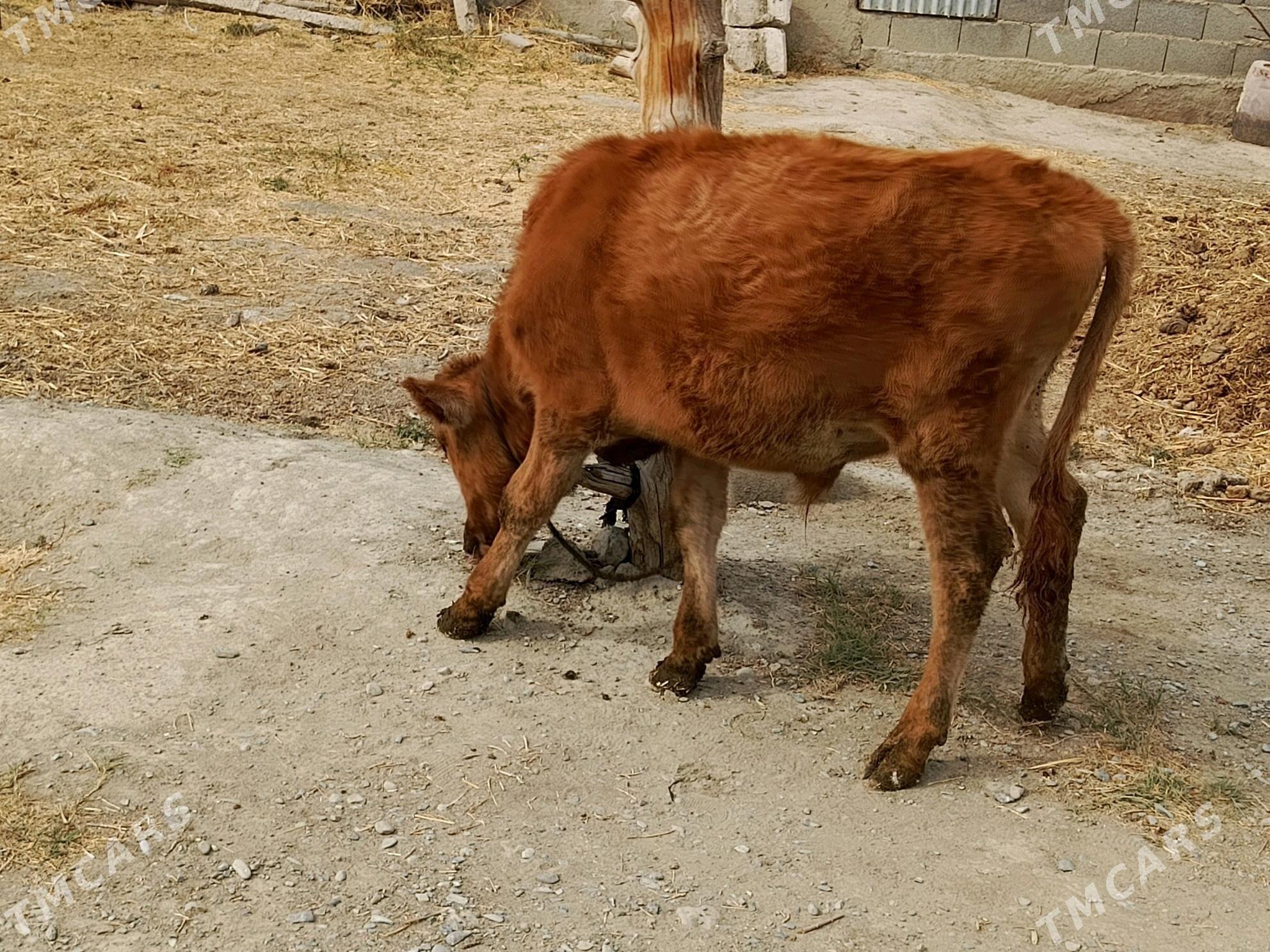 mal - Bäherden - img 2