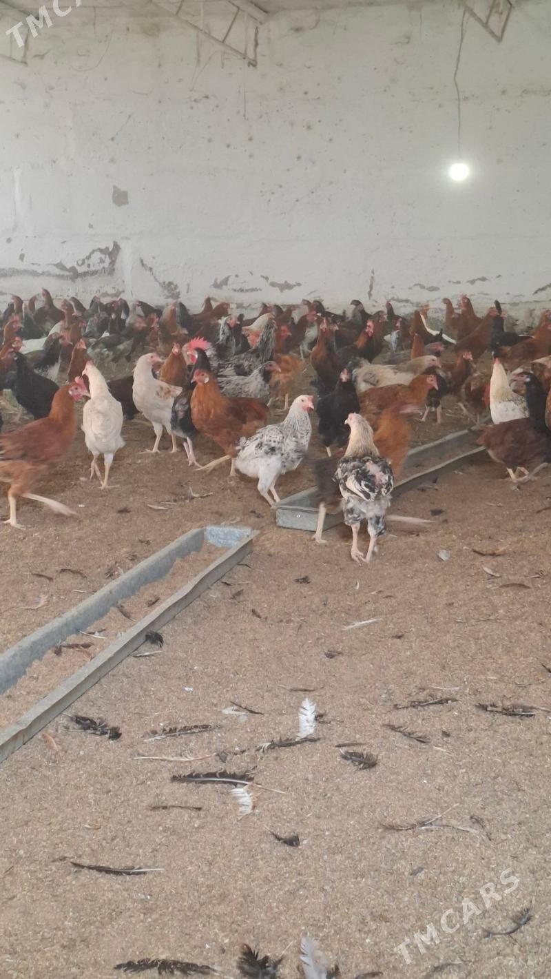 mesni horaz - Çärjew - img 2