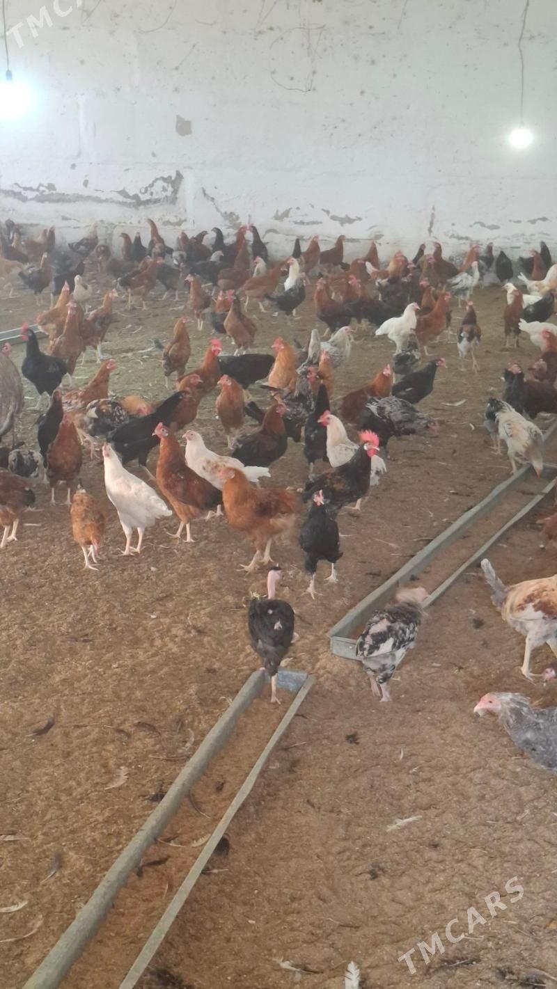 mesni horaz - Çärjew - img 1