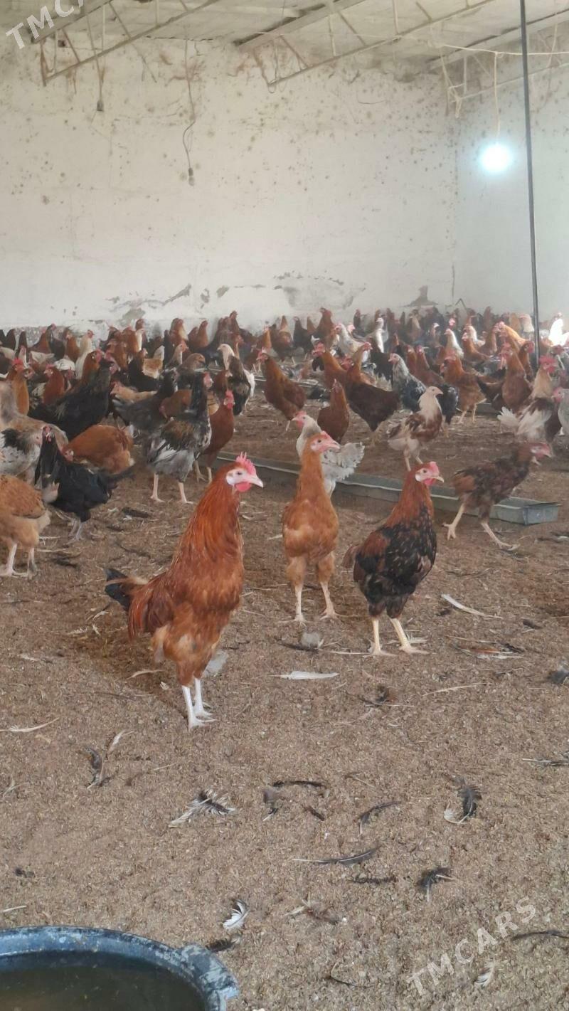 mesni horaz - Çärjew - img 3