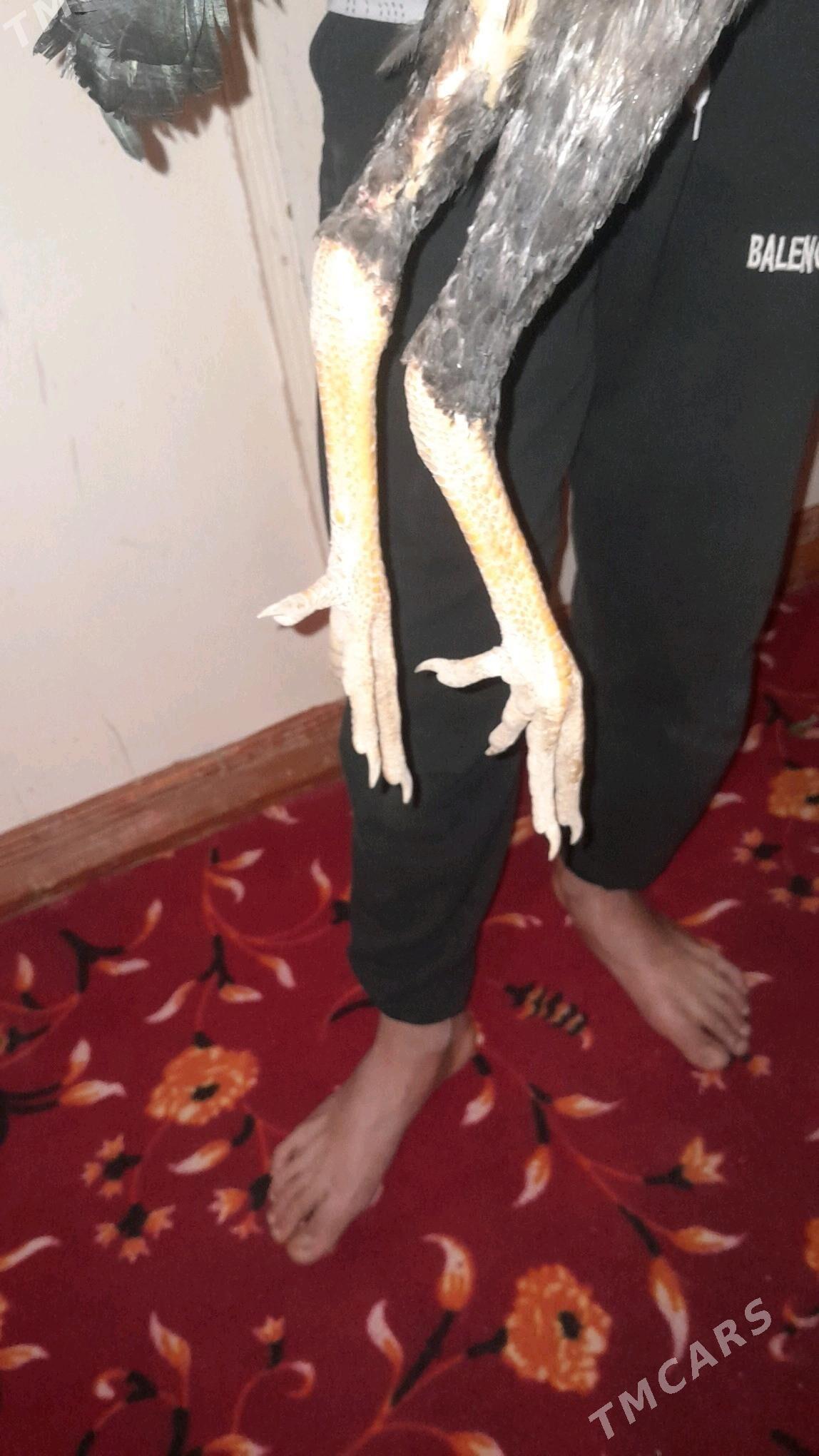 bayes horazlar - Halaç - img 5