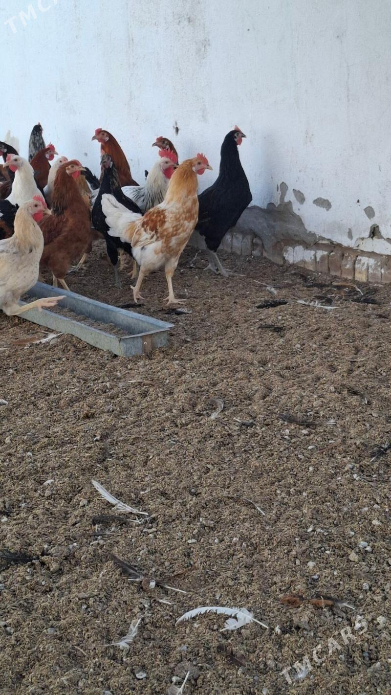 mesni horaz - Çärjew - img 4