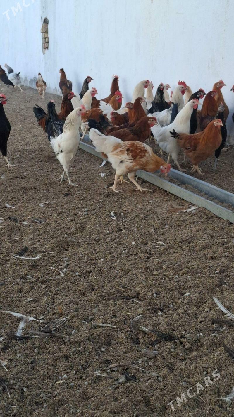 mesni horaz - Çärjew - img 5