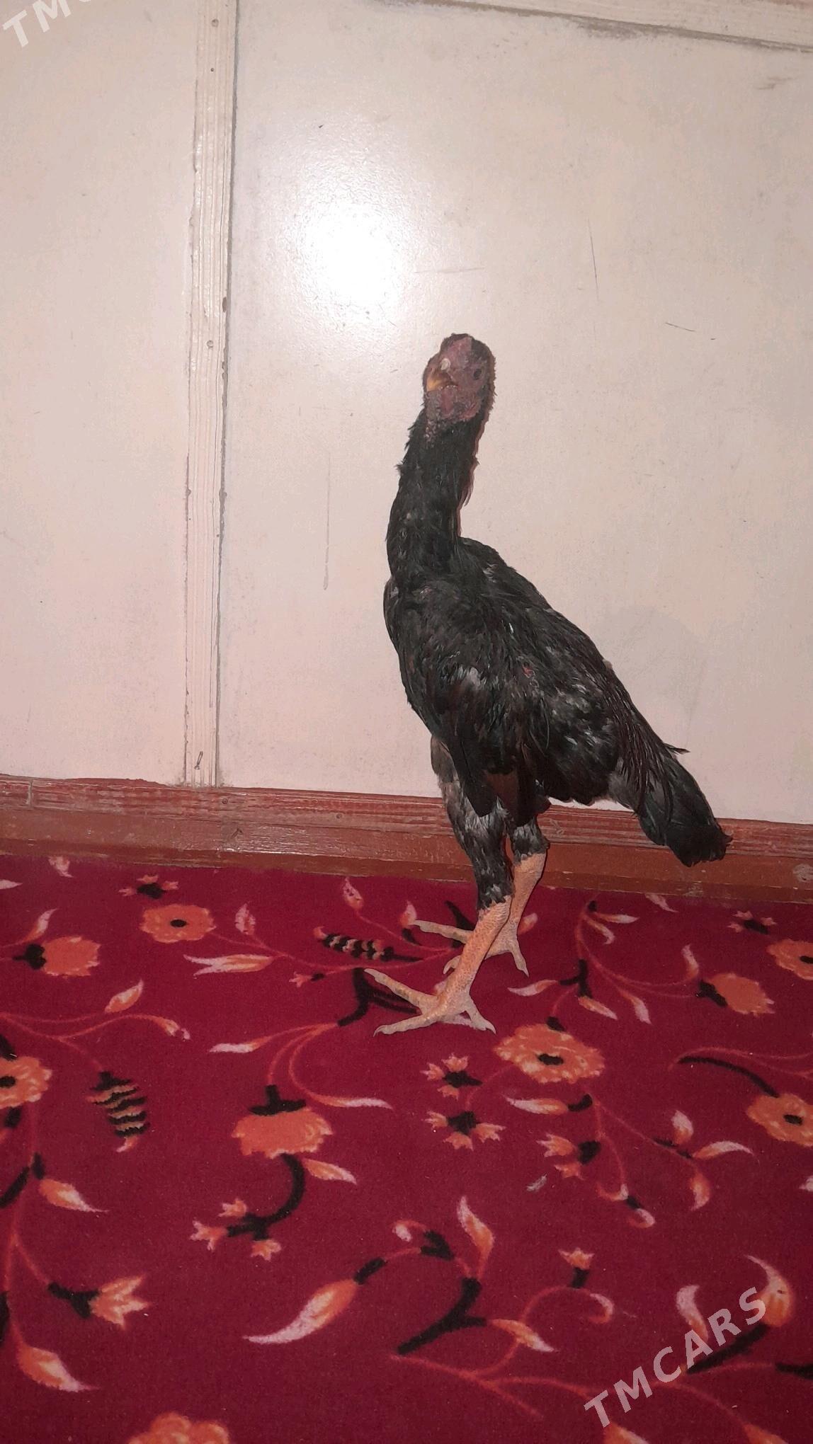 bayes horazlar - Halaç - img 3