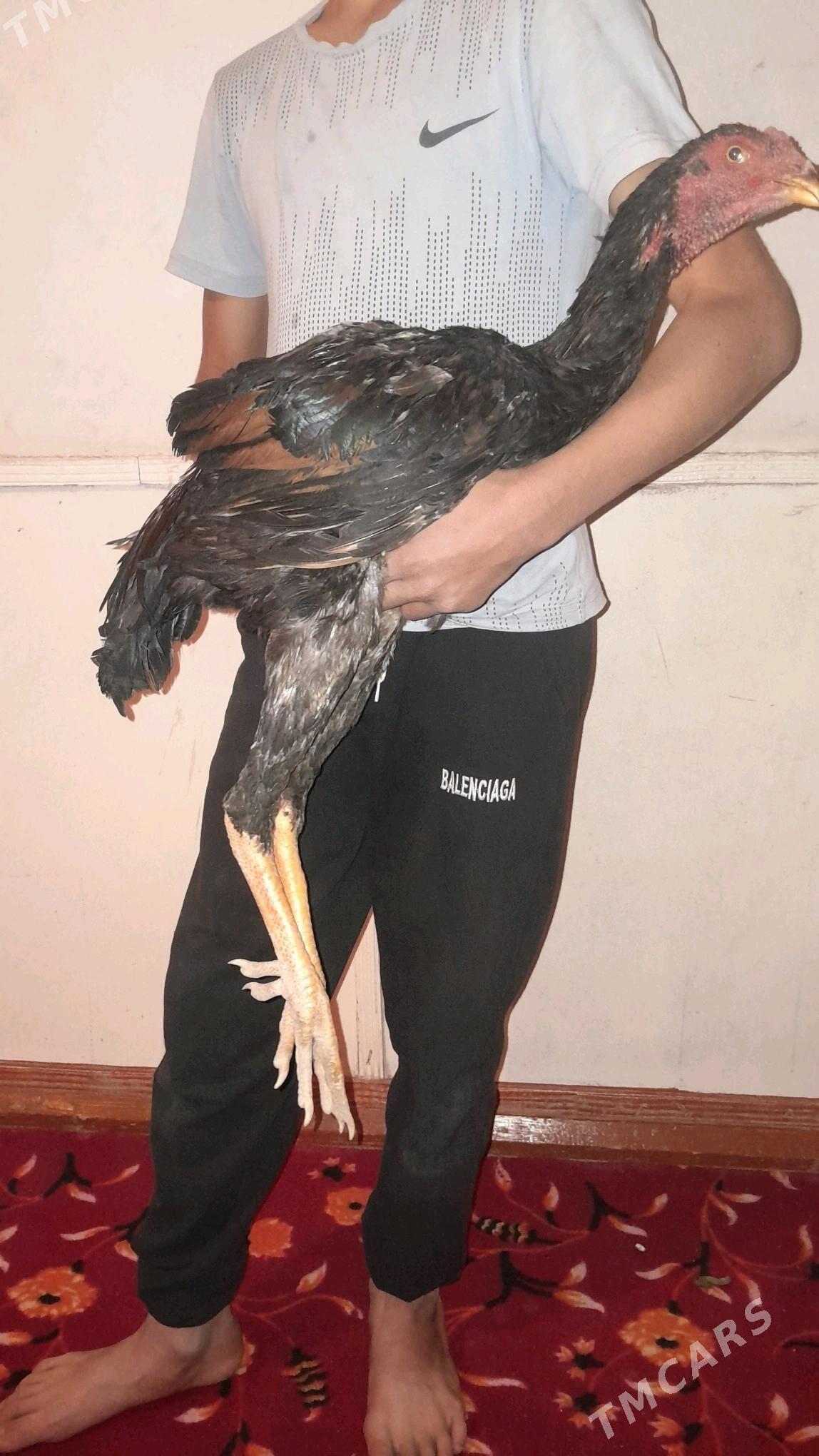 bayes horazlar - Halaç - img 2